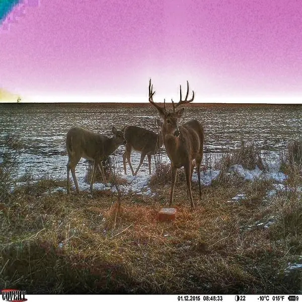 Antler King Apple Burst Mineral Block 2