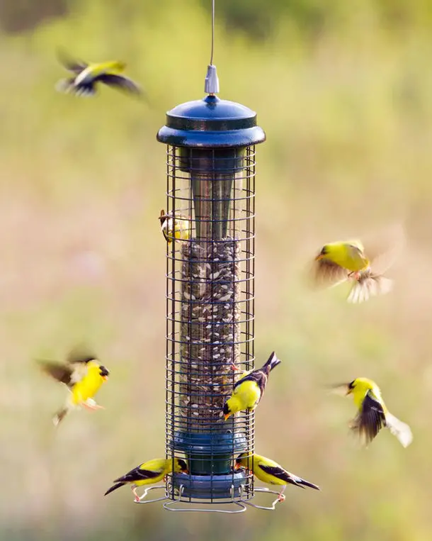 Brome Squirrel Solution® 150 Tube Bird Feeder 1
