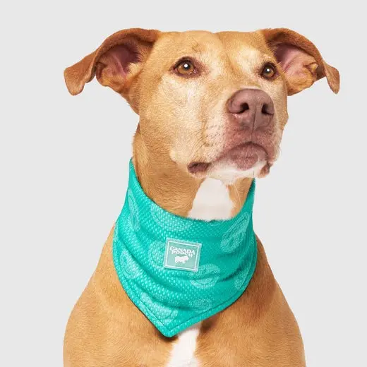 Canada Pooch Cooling Bandana Wet Reveal Green 1