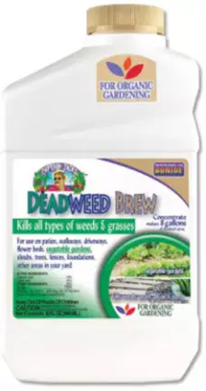 Deadweed Brew Qt Conc Captain Jacks 1