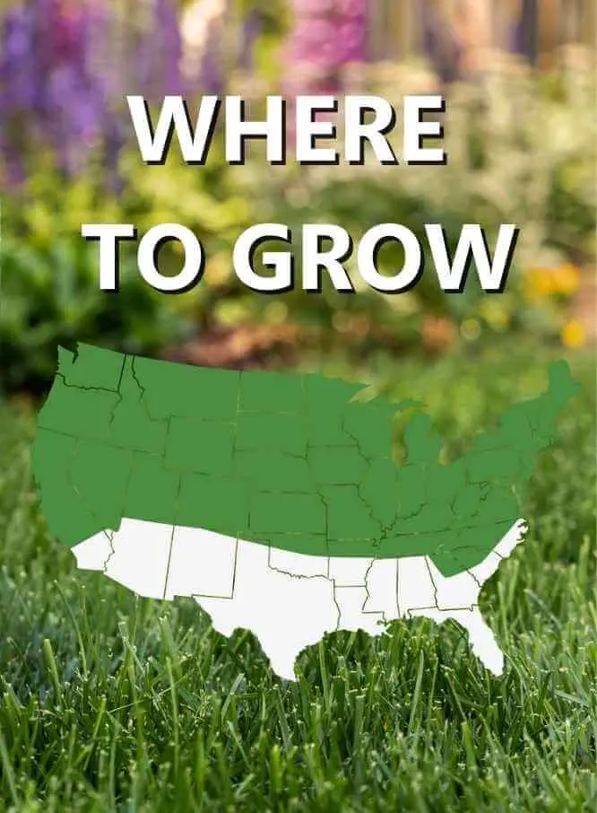 Jonathan Green Black Beauty® Shady Nooks Grass Seed 3