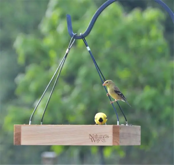 Nature's Way Hanging Platform Feeder 1