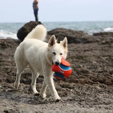 Petmate Chuckit Kick Fetch 1
