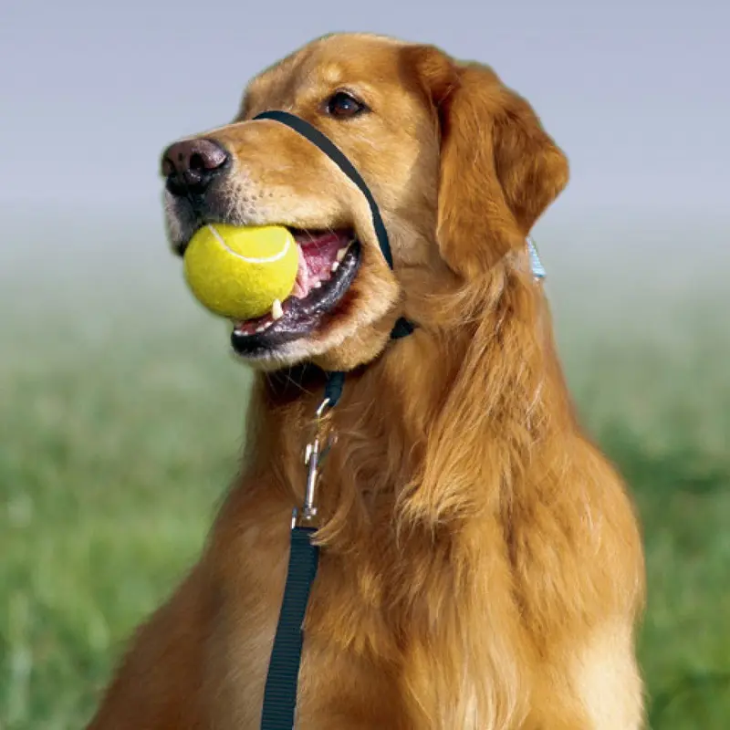 Petsafe Gentle Leader® Headcollar, No-Pull Dog Collar 1