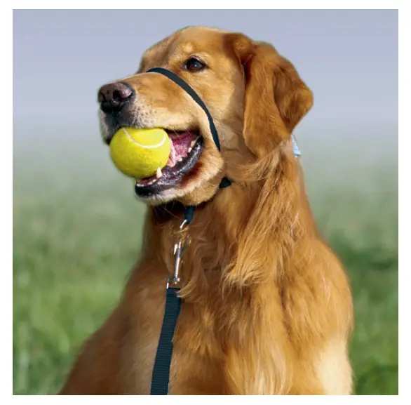 Petsafe Gentle Leader Quick Release Black Headcollar For Dogs 2