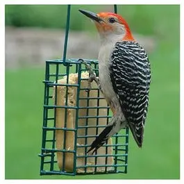 Suet Cage Feeder 1