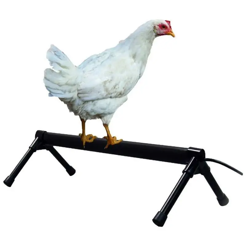 Thermo-Chicken Percher 1
